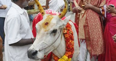 Cow Pooja by Annapurna