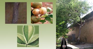 The Bilva Tree - The Divine Embodiment of Lord Shiva
