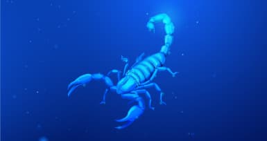 Characteristics and Personality of Scorpio