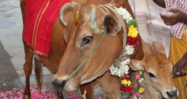 Omen to Revive Cow Pooja