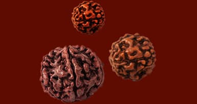 Which Rudraksha is Best?