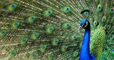 5 Amazing Peacock Feather Remedies for Prosperity
