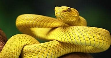 Dream About a Yellow Snake