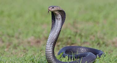 Why Are Snakes Considered Sacred In Hinduism?