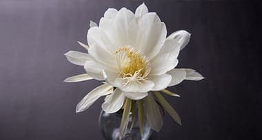 All about the Mythological Brahma Kamal Plant