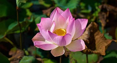 Why Is the Lotus Flower an Auspicious Symbol?