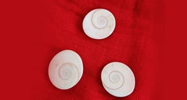 Why You Should Keep a Maharaja Gomati Chakra at Home