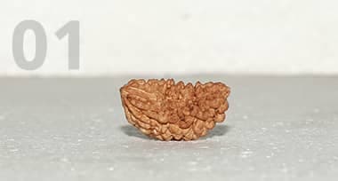1 Mukhi Rudraksha: Benefits, Power, and Significance