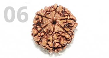 6 Mukhi Rudraksha: Benefits, Power, and Significance