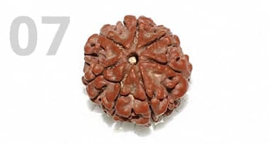 7 Mukhi Rudraksha: Benefits, Power, and Significance