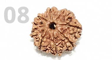8 Mukhi Rudraksha: Benefits, Power, and Significance