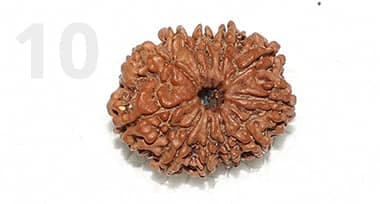10 Mukhi Rudraksha: Benefits, Power, and Significance