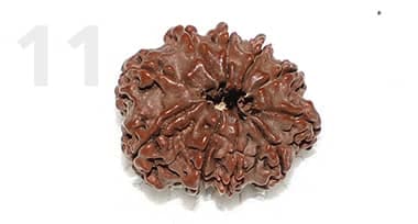 11 Mukhi Rudraksha: Benefits, Power, and Significance