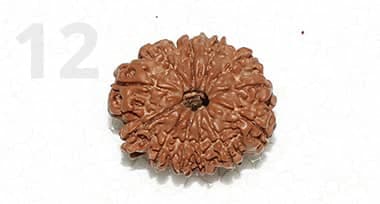 12 Mukhi Rudraksha: Benefits, Power, and Significance