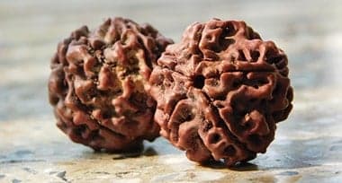 Rudraksha – Origins, Identification &#038; Spiritual Importance