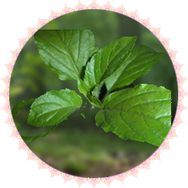 Tulasi Leaf Sm
