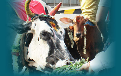 गाय आहार कार्यक्रम दैवीय आशीर्वाद प्राप्त करना