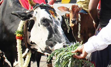 अश्वमेध यज्ञ का आशीर्वाद प्राप्त करें