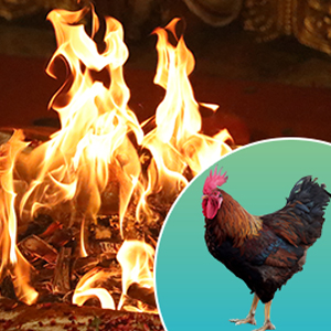 Individual Kukuta Homa