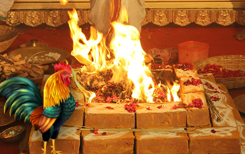 Kukuta Homa