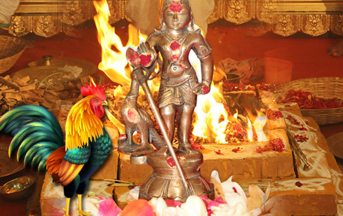 Kukuta Homa at AstroVed Remedy Center