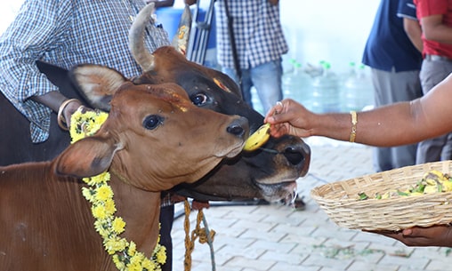 Ashwa (Horse) Pooja at Kumbakonam Powerspot