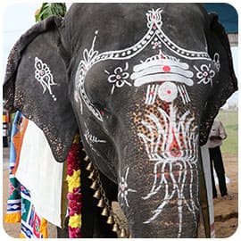 Gaja (Elephant) Pooja
