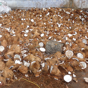 Coconut Smashing Ritual on 4th Waning Moon