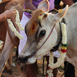 Individual Maha Tarpanam at Kerala Powerspot