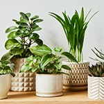 Plant These Trees In The House