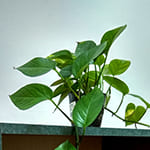 Money Plant Feng Shui Tips
