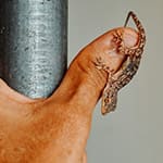 Lizard Falls On The Left Hand Of A Male