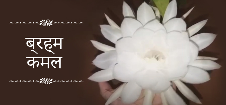 brahma kamal in Hindi