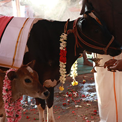 गौ आहार