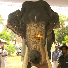 Individual Gaja Pooja