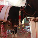 Cow Nutritional Support 12 Month Program 