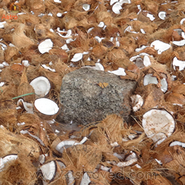 Obstacle-Removing Coconut Breaking