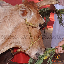 New Moon 2014: Feeding Cows "Agathi Keerai" Herb Leaves on New Moon Day