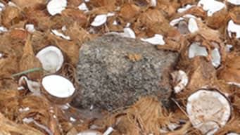 Obstacle Removing Coconut Smashing