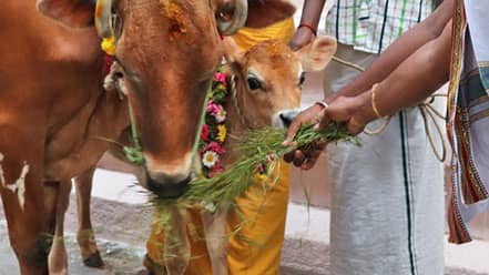 Feeding Cows with Agathi Leaves