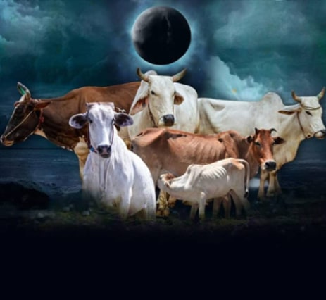 cow donation