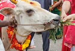 12 Times Feeding Cows