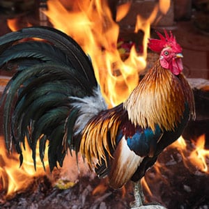 Individual Chandi Homa