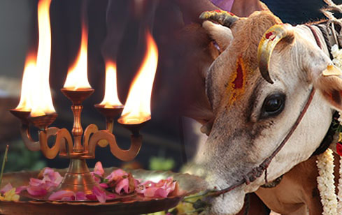 Kamadhenu Archana and Cow Feeding