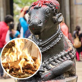 Individual Nandi Homam Individual Nandi Homam