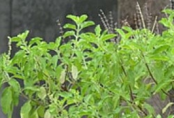 Tulsi-Garland