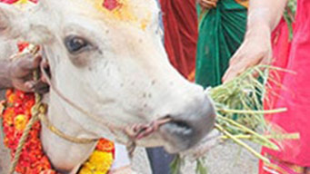 பசுக்களுக்கு அகத்திக்கீரை அளித்தல்