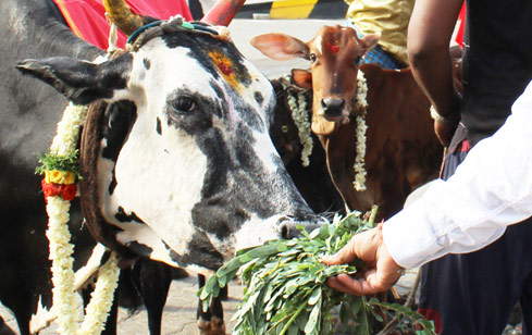 Cow Feeding Program: Accessing Divine Blessings