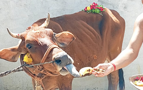 Cow Donation And Feeding