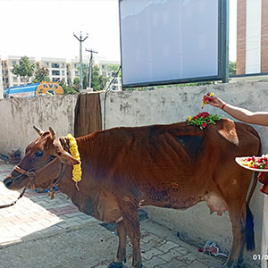 Cow Donation 
